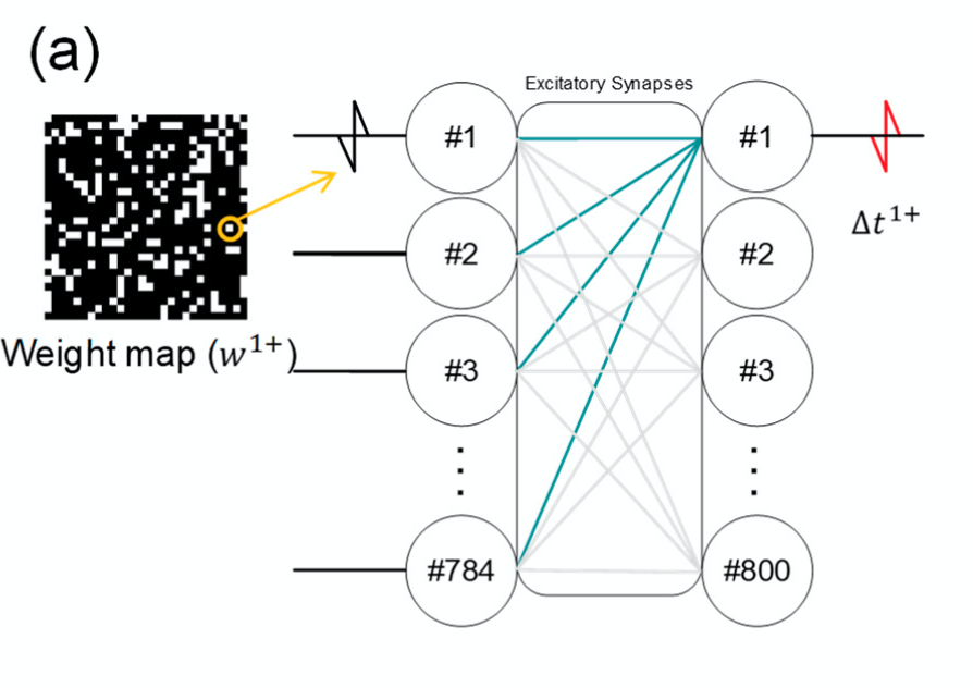 weight_maps